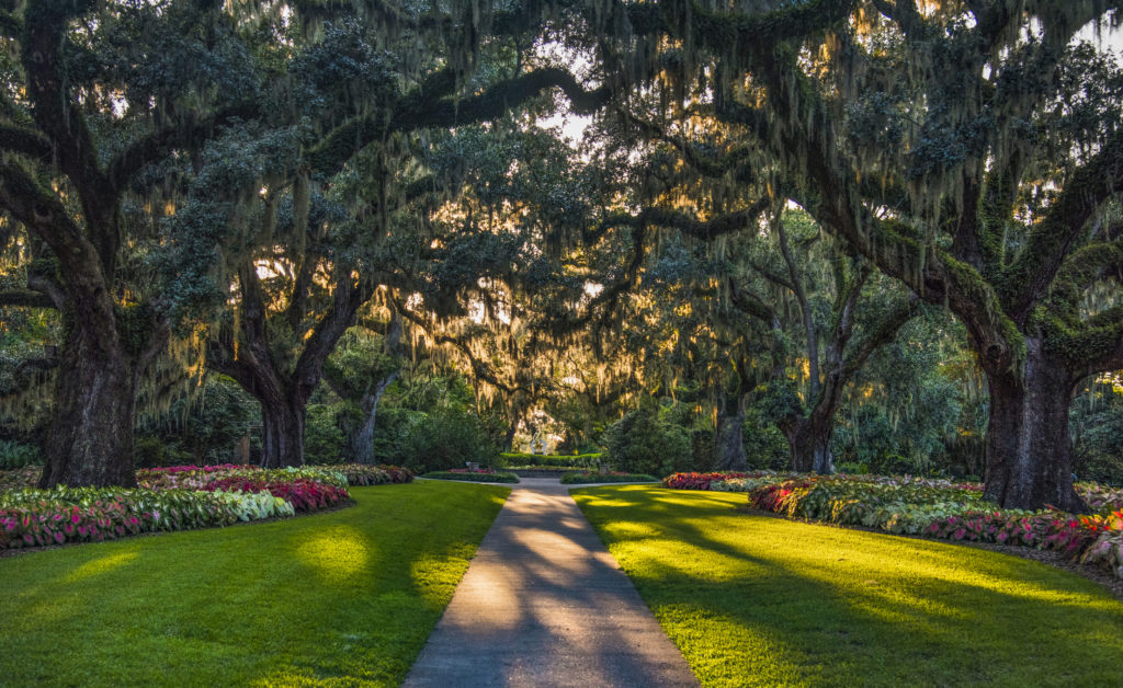 beautiful lane of oaks at brookgreen gardens in murrells inlet, sc