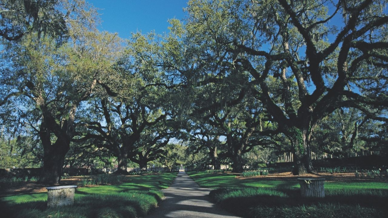 Walkway through old oak trees