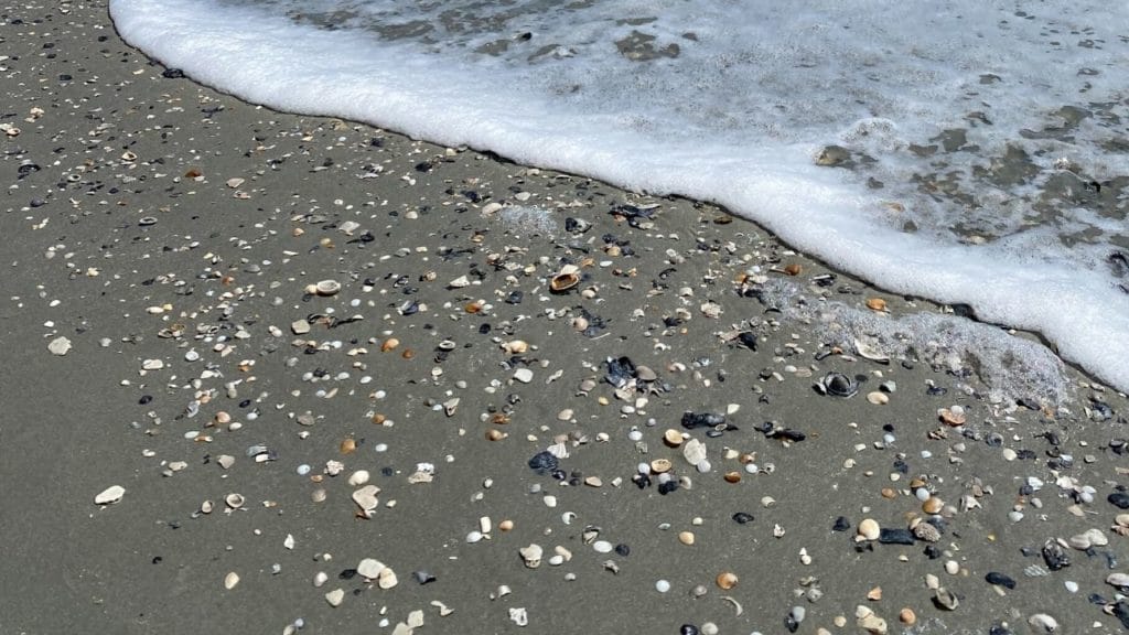 Ocean Seashells on beach